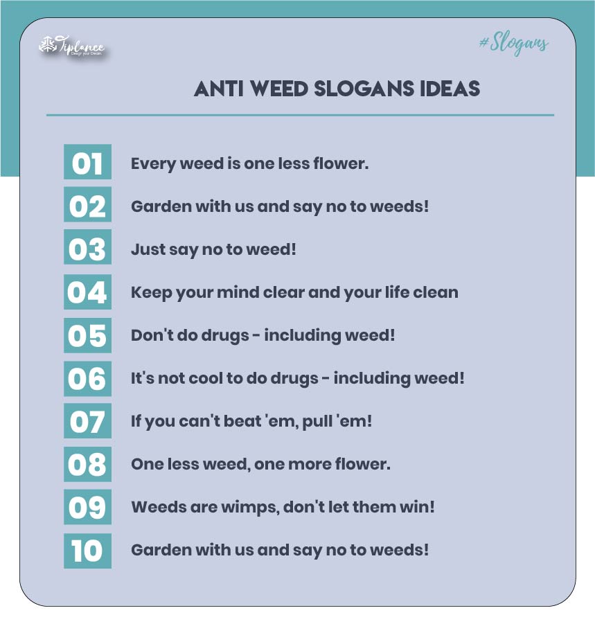 Best Anti Weed Slogans Ideas